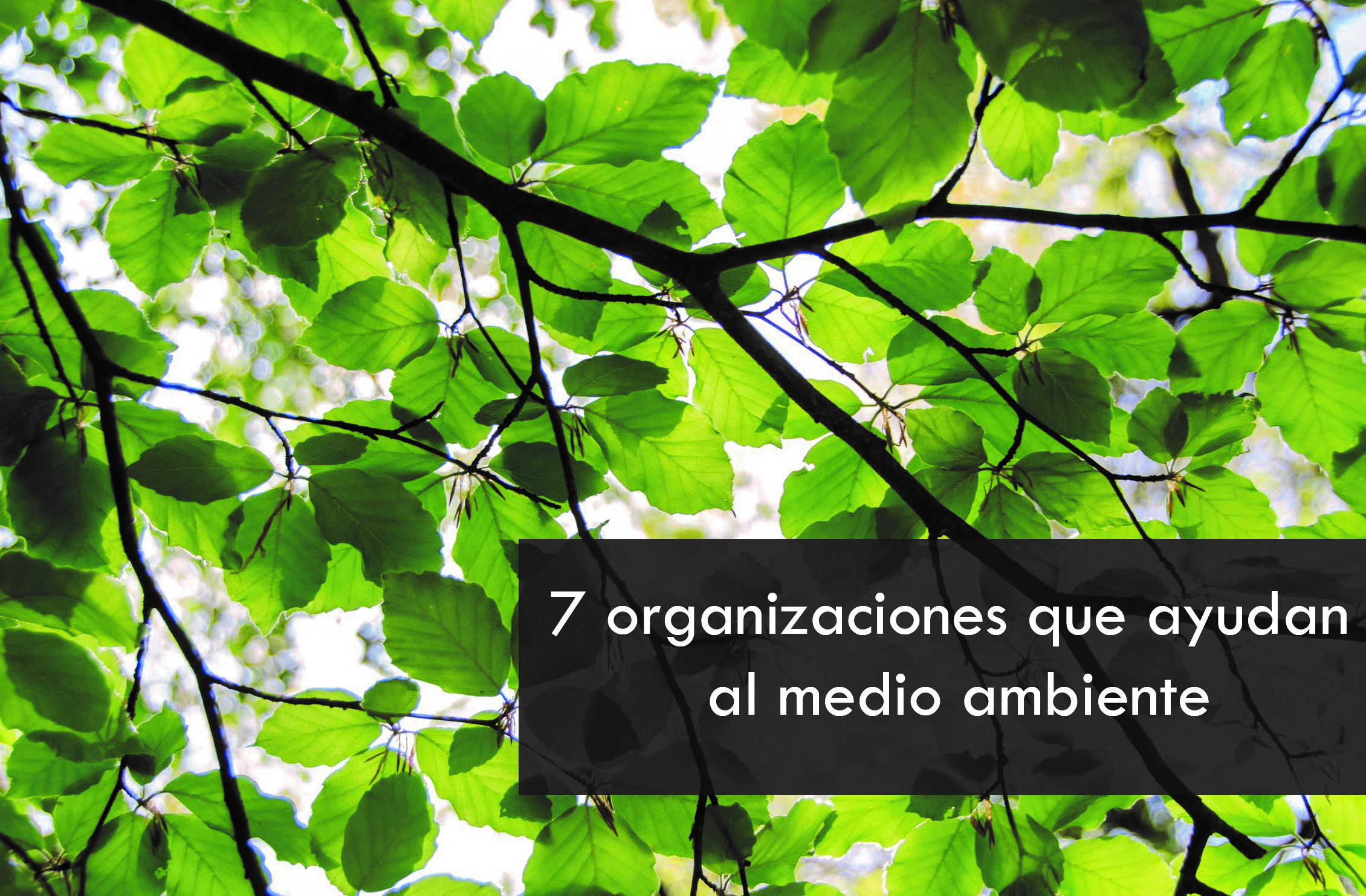 7-organizaciones-que-ayudan-al-medio-ambiente